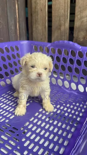 1-3 months Male Purebred Lhasa Apso