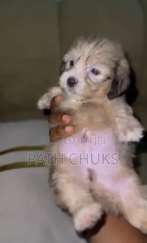 1-3 months Male Purebred Lhasa Apso