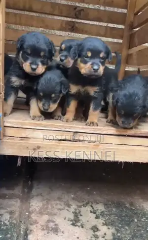 1-3 months Female Purebred Rottweiler