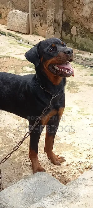 1+ year Male Purebred Rottweiler
