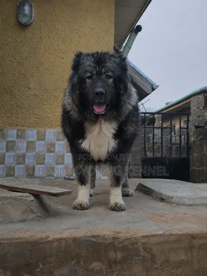 1+ year Female Purebred Caucasian Shepherd