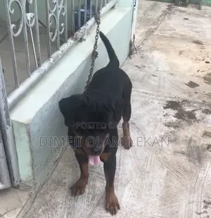 1+ year Female Purebred Rottweiler