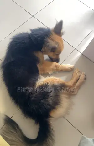 1+ year Female Mixed Breed German Shepherd