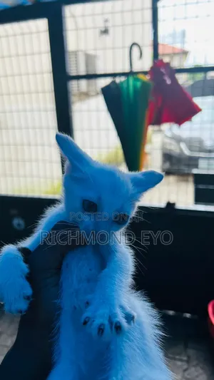 1-3 months Male Purebred American Shorthair