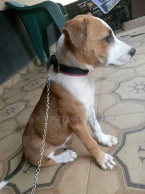 1-3 months Male Mixed Breed American Pit Bull Terrier