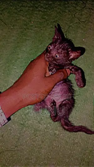 0-1 month Female Purebred Bombay