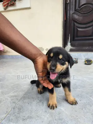 3-6 months Male Purebred Rottweiler