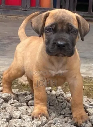 1-3 months Male Purebred Boerboel