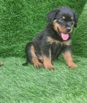 1-3 months Male Purebred Rottweiler