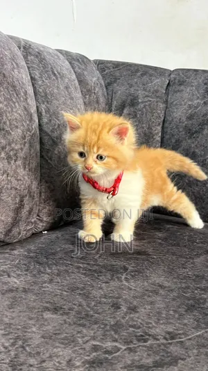 1-3 months Male Purebred Persian