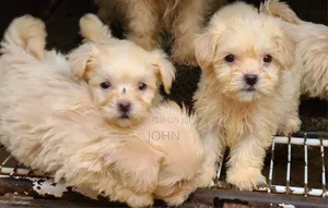 1-3 months Female Purebred Lhasa Apso