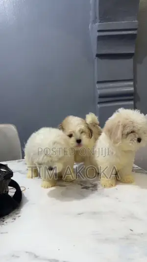1-3 months Female Purebred Lhasa Apso
