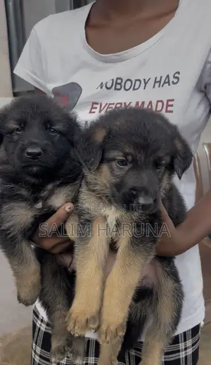 1-3 months Female Purebred German Shepherd