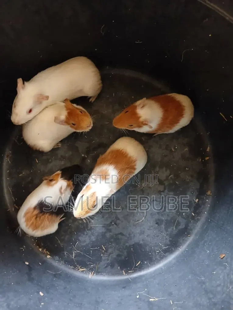 Guinea Pigs Available for Sale