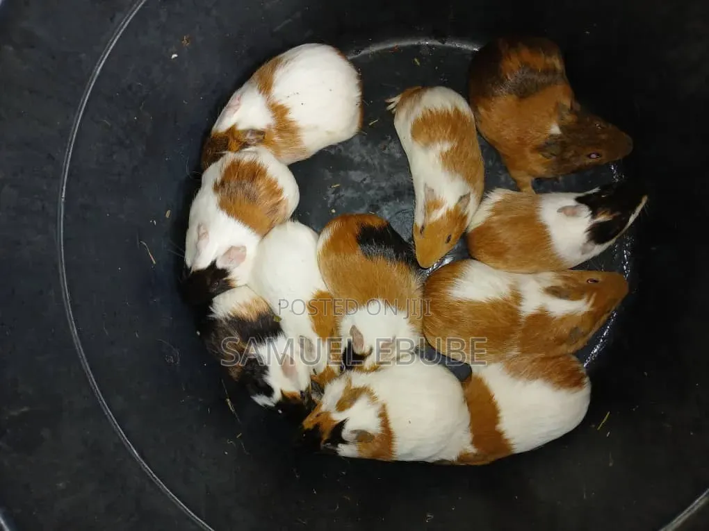 Guinea Pigs Available for Sale
