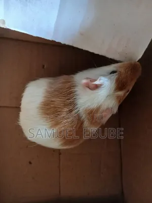 Guinea Pigs Available for Sale