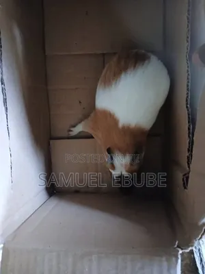 Guinea Pigs Available for Sale