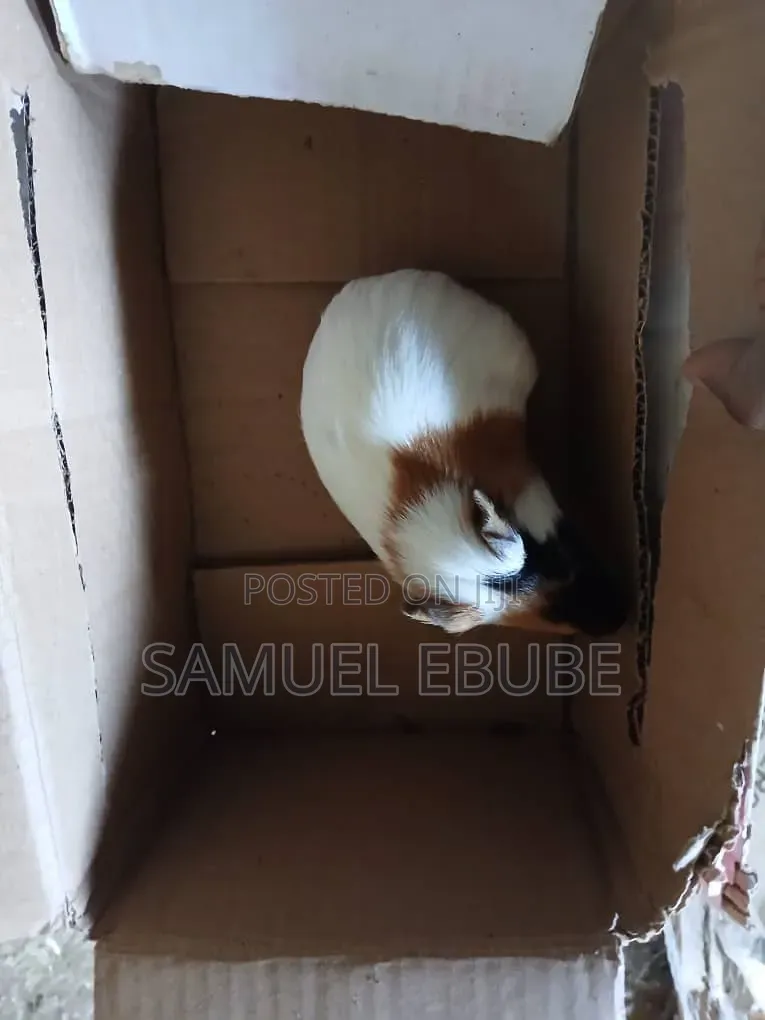 Guinea Pigs Available for Sale