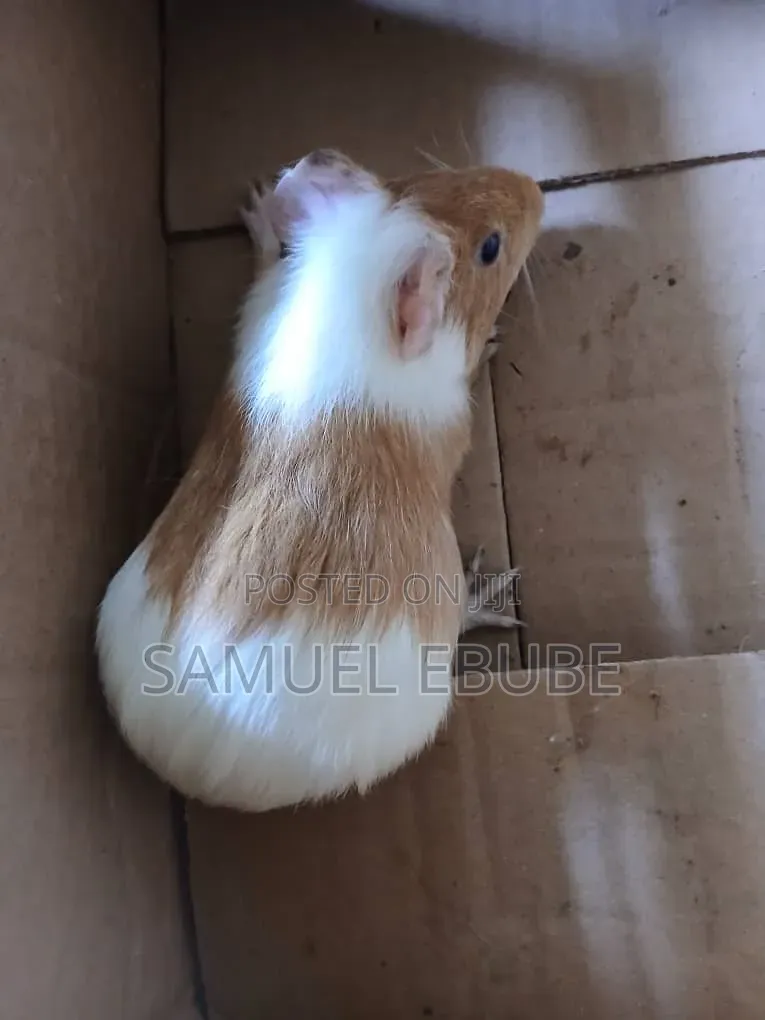 Guinea Pigs Available for Sale