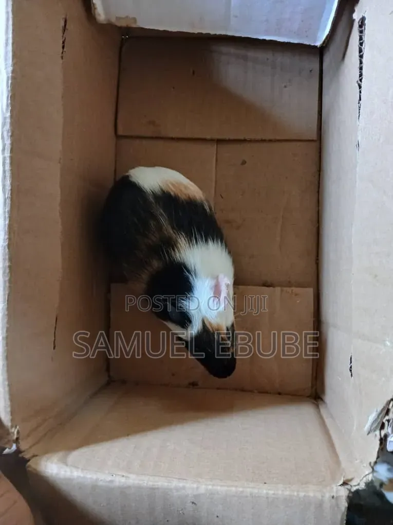 Guinea Pigs Available for Sale