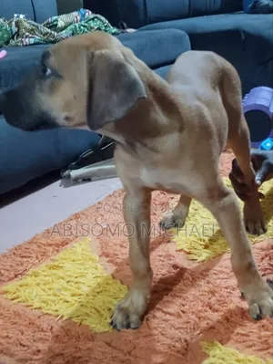 0-1 month Female Purebred Boerboel