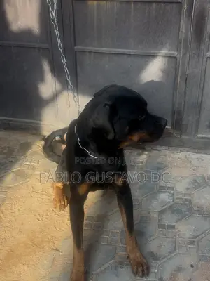1+ year Male Purebred Rottweiler