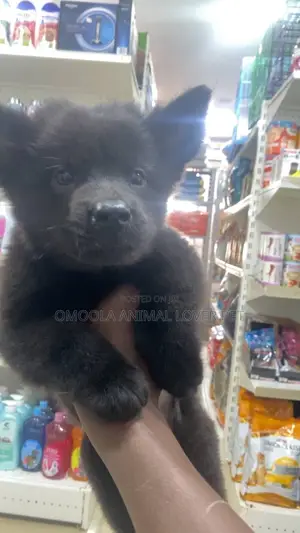 1-3 months Male Purebred Chow Chow