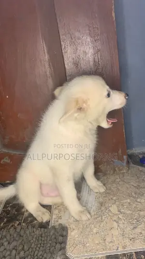 1-3 months Male Purebred Dog