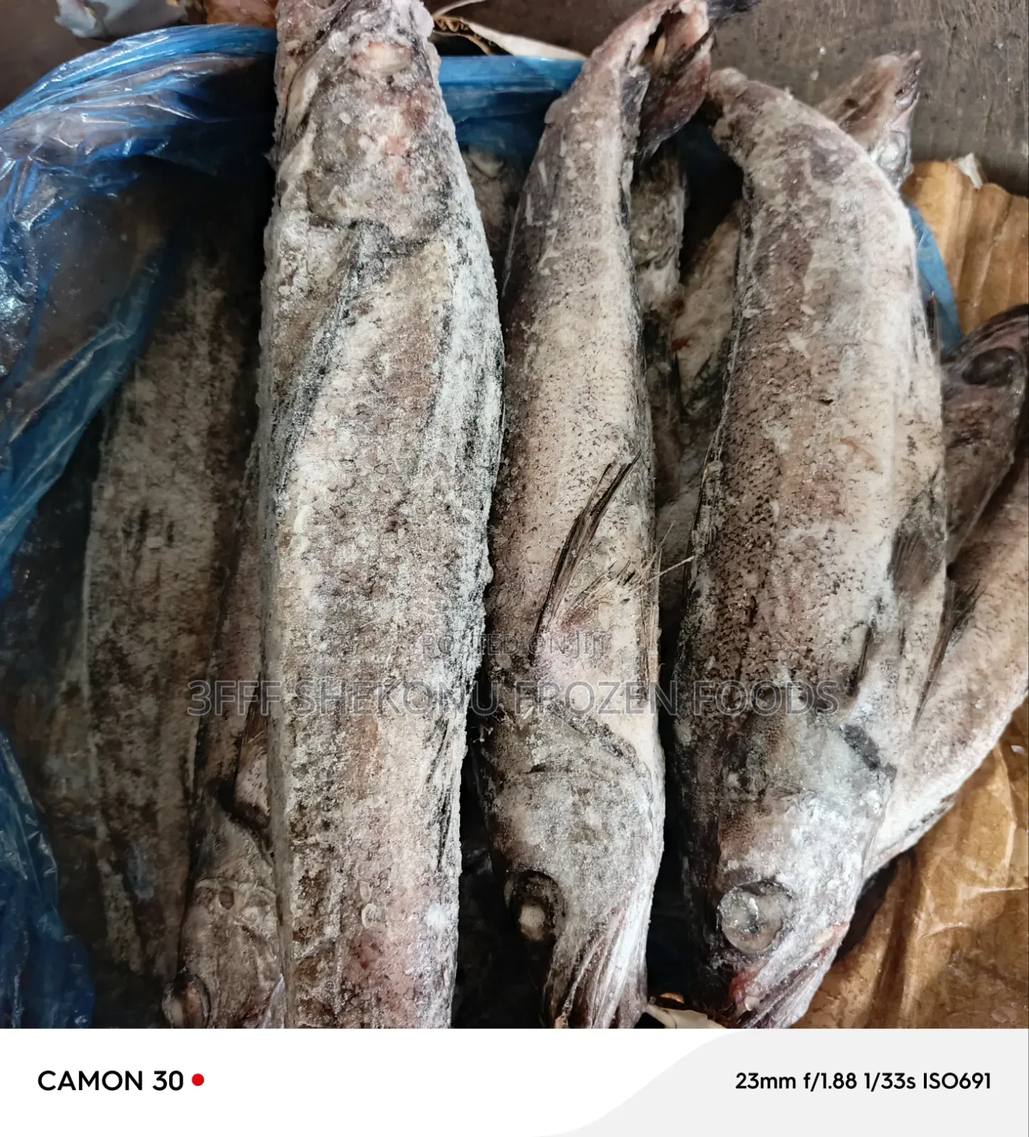 Panla Fish in Cartons