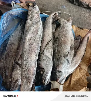 Panla Fish in Cartons