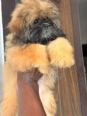 1-3 months Female Purebred Shih Tzu