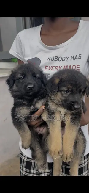 1-3 months Female Purebred German Shepherd