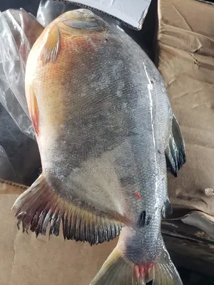 Round Pacu (Owere)