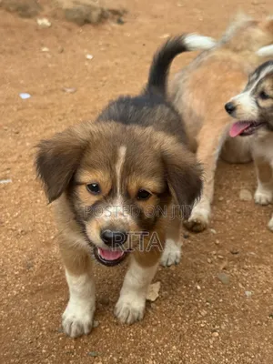 1-3 months Male Mixed Breed German Shepherd