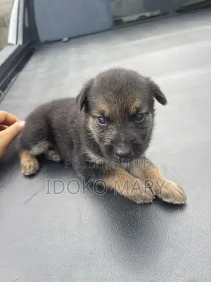 1-3 months Female Purebred German Shepherd