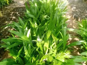Oil Palm Seedlings