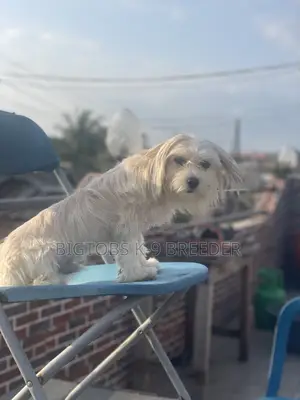 3-6 months Male Purebred Lhasa Apso