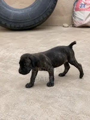 1-3 months Male Purebred Cane Corso