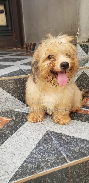 3-6 months Male Purebred Lhasa Apso