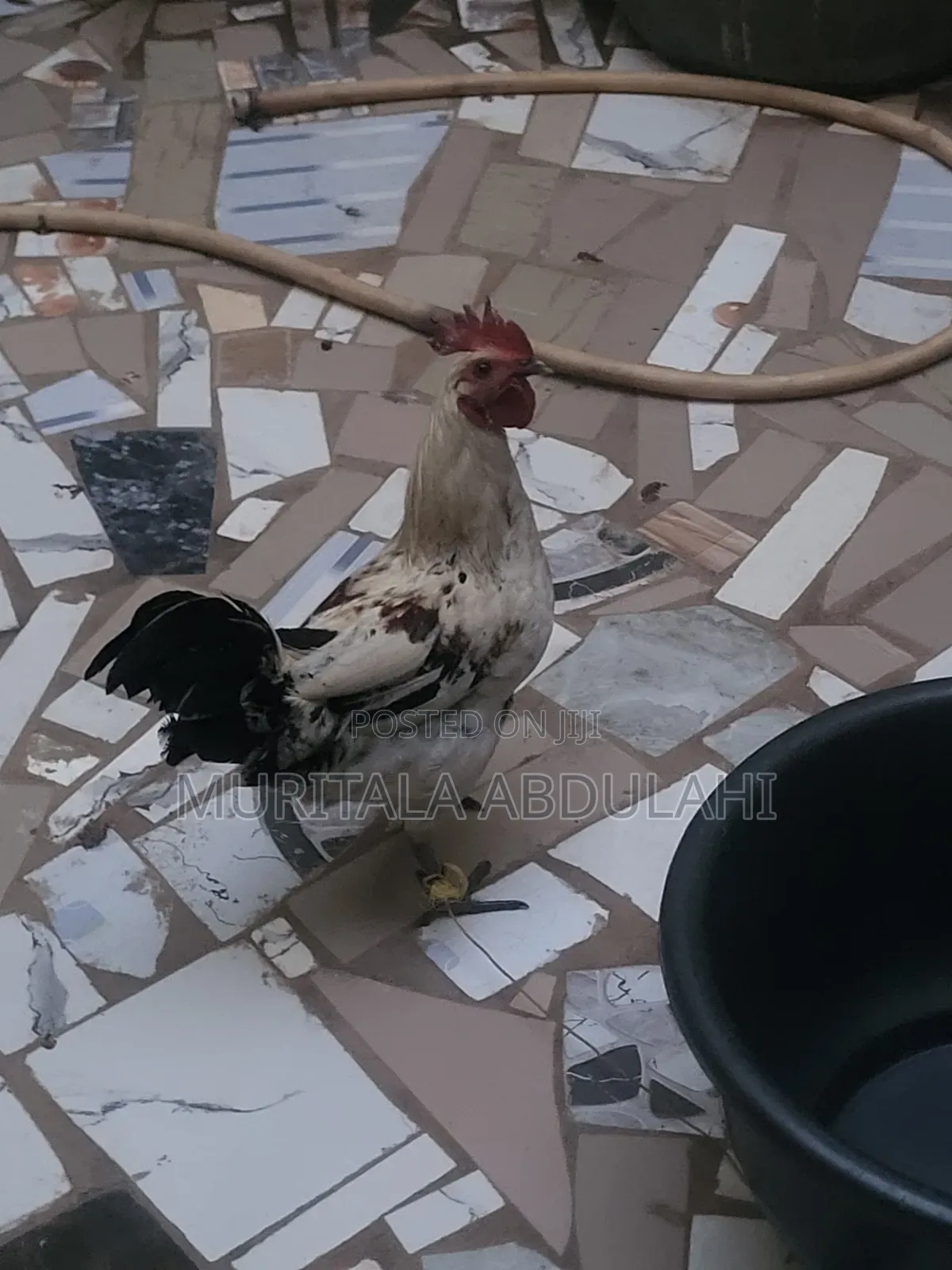 Local Chicken