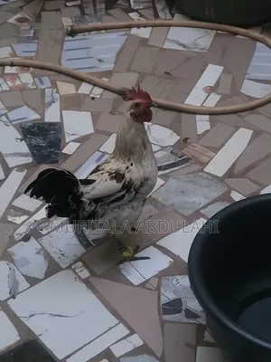 Local Chicken