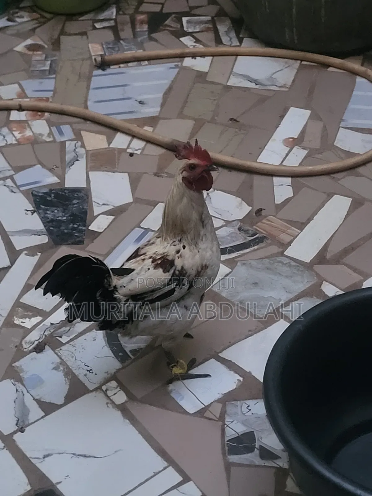 Local Chicken