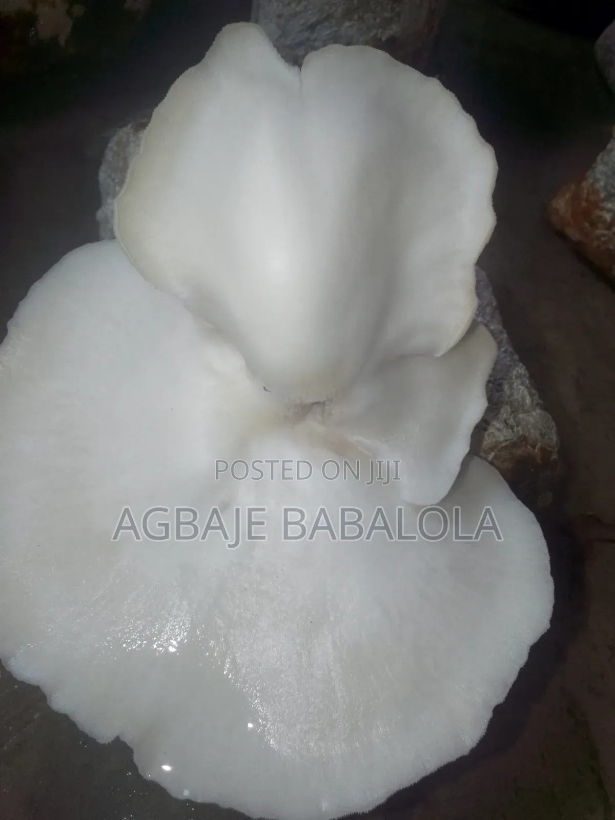 Oyster Mushroom