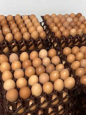 Crates of Eggs for Sell
