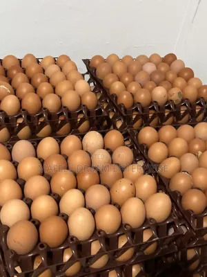 Crates of Eggs for Sell