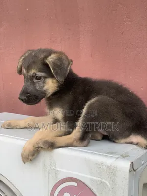 1-3 months Male Purebred German Shepherd