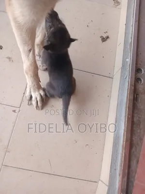 0-1 month Male Purebred German Shepherd