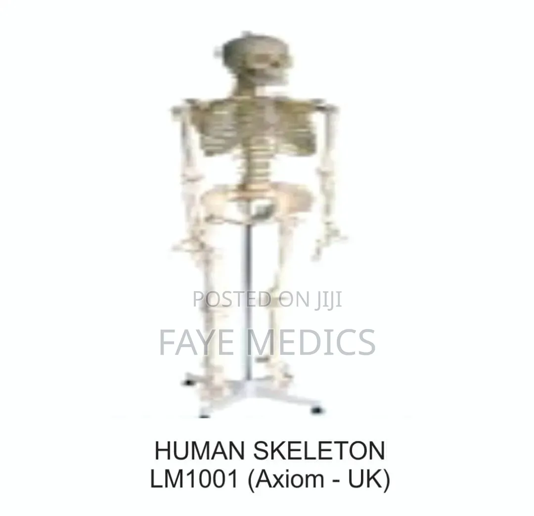 Human Skeleton for Laboratories