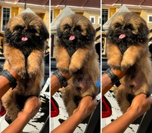 1-3 months Female Purebred Shih Tzu