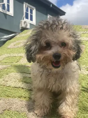 3-6 months Female Purebred Lhasa Apso